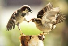 যে পাপ, নবীর ক্ষমাপ্রার্থনাতেও ক্ষমা হয় না